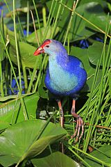 Gray-headed Swamphen